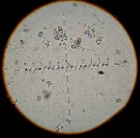 Psilocybe zapotecorum image