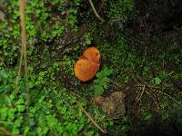 Phylloporus aurantiacus image