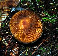 Cortinarius vanduzerensis image