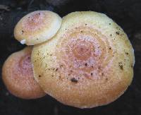 Lactarius chrysorrheus image