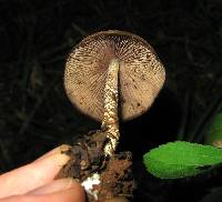 Psilocybe zapotecorum image