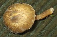 Inocybe curvipes image