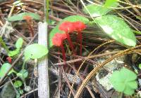 Hygrocybe cantharellus image