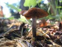 Psilocybe cyanescens image