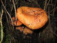 Lactarius salmonicolor image