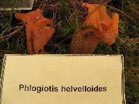 Guepinia helvelloides image