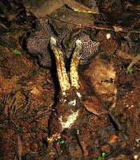 Psilocybe zapotecorum image