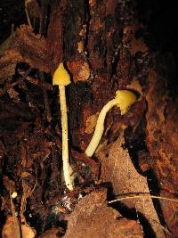 Entoloma murrayi image