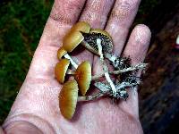 Psilocybe aztecorum image