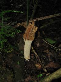 Morchella rufobrunnea image