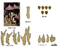 Psilocybe yungensis image