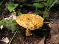 Amanita flavoconia image