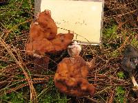 Gyromitra infula image