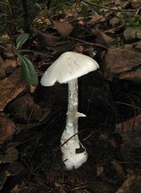 Amanita bisporigera image