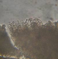 Echinoderma asperum image