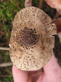 Macrolepiota procera var. procera image