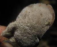 Auricularia nigricans image