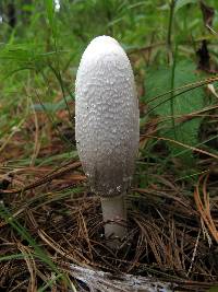 Coprinus comatus image