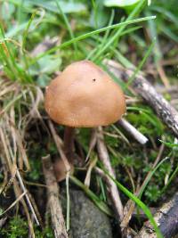 Psilocybe muliercula image