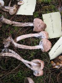 Lepiota magnispora image