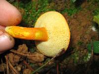 Boletus roxanae image