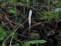 Clavaria acuta image