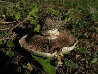 Agaricus bitorquis image