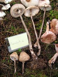 Macrolepiota procera var. procera image