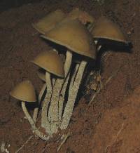 Psilocybe zapotecorum image