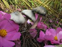 Psilocybe caerulescens image