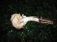 Agaricus augustus image