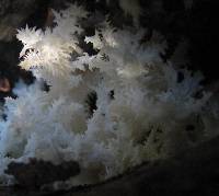 Hericium coralloides image