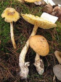 Amanita laurae image