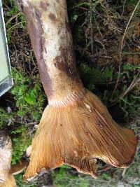 Lactarius salmonicolor image