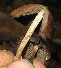 Psilocybe zapotecorum image