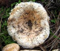 Lactarius torminosus image