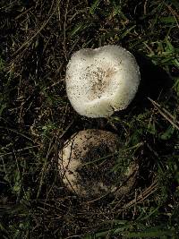 Agaricus bitorquis image