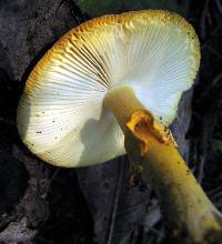 Amanita flavoconia image