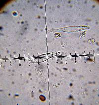 Psilocybe aztecorum image