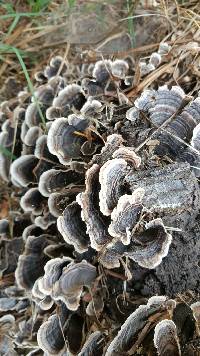 Trametes versicolor image