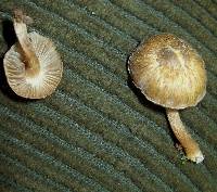 Inocybe curvipes image