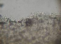 Psilocybe zapotecorum image