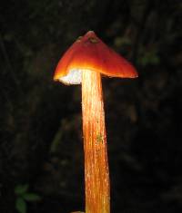 Hygrocybe conica image