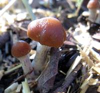 Psilocybe cyanescens image