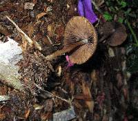 Psathyrella corrugis image