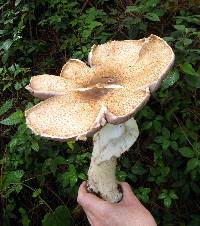 Agaricus augustus image