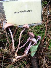 Inocybe geophylla var. lilacina image