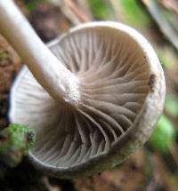 Image of Rhodocybe caelata