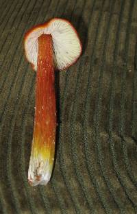 Hygrocybe conica image