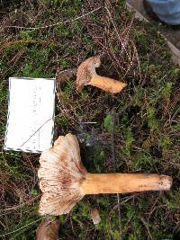 Lactarius volemus image